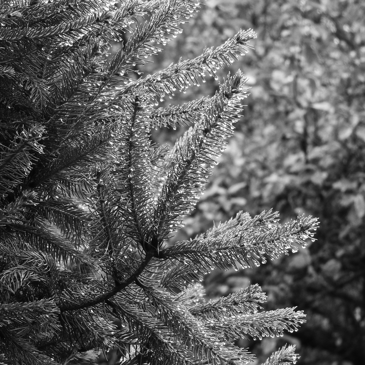 drops of water spruce evergreen tree free photo