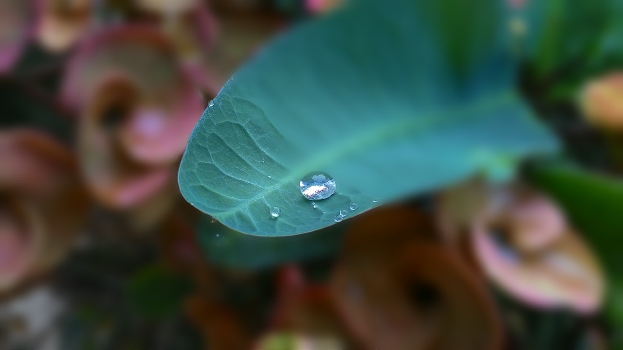 drops of water eight immortals autumn leaves free photo