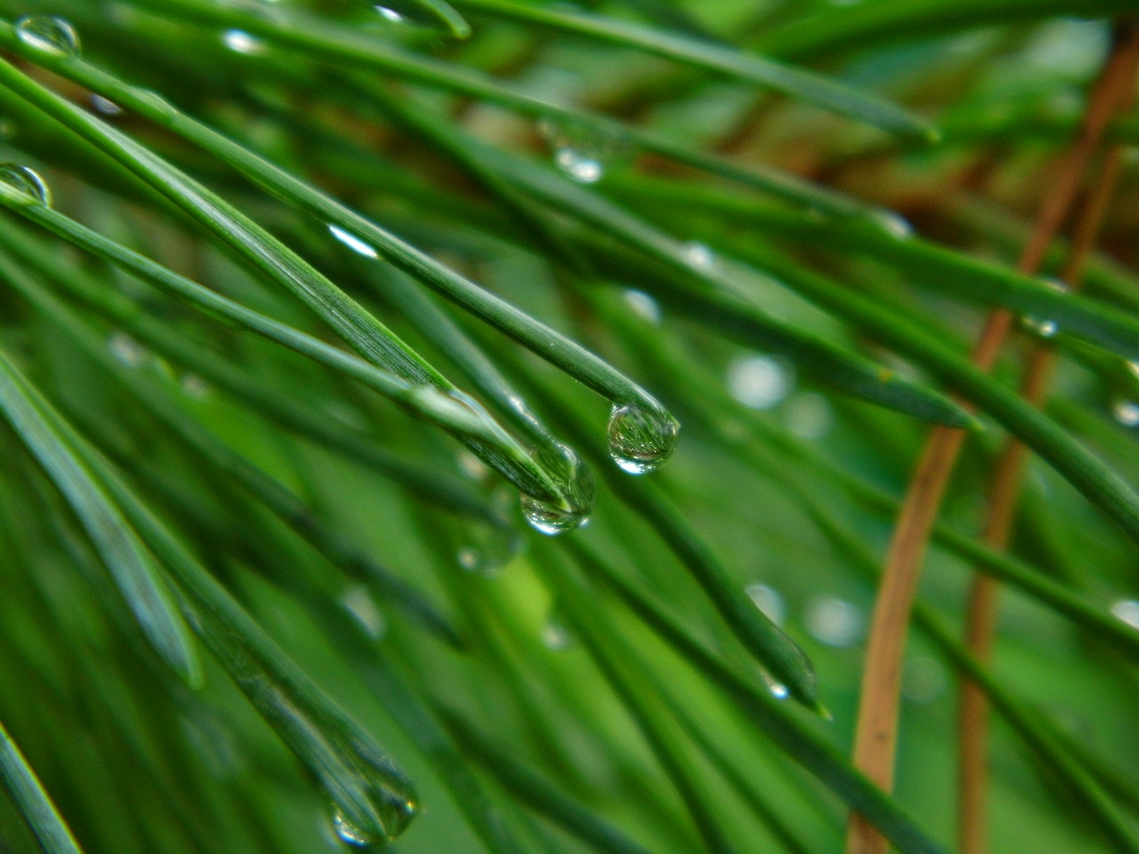 drops of water conifer sprig free photo