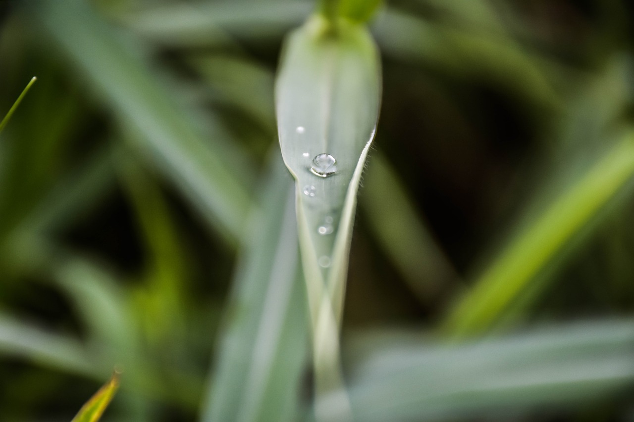 drops of water autumn leaves grass free photo