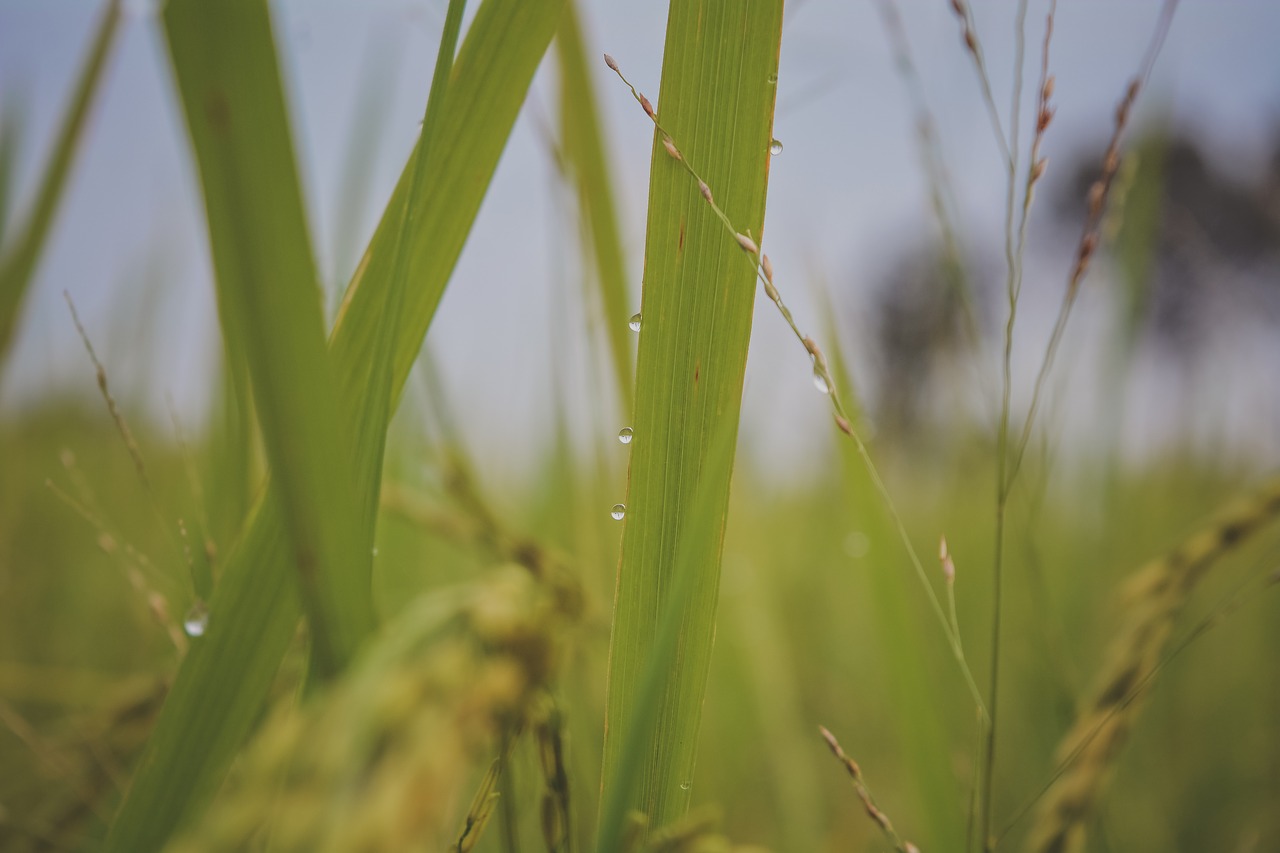 drops of water nature plant free photo