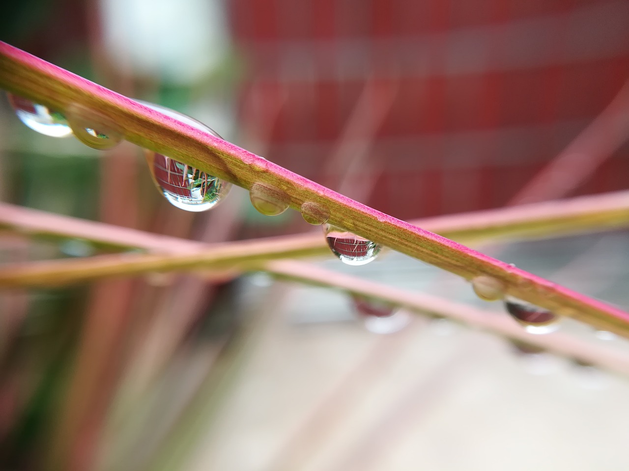 drops of water  autumn leaves free pictures free photo