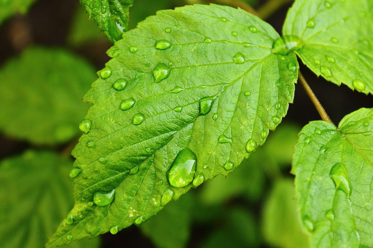 drops of water raspberry leaf green free photo