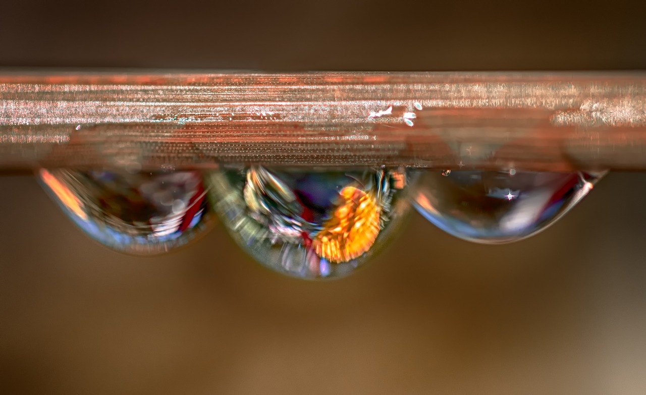 drops of water  nature  macro free photo