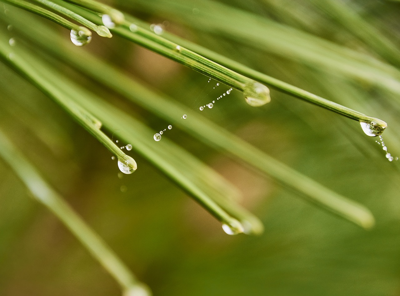 drops of water  moisture  leaves free photo