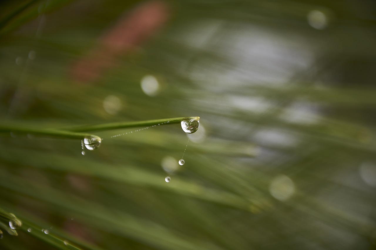 drops of water  moisture  leaves free photo