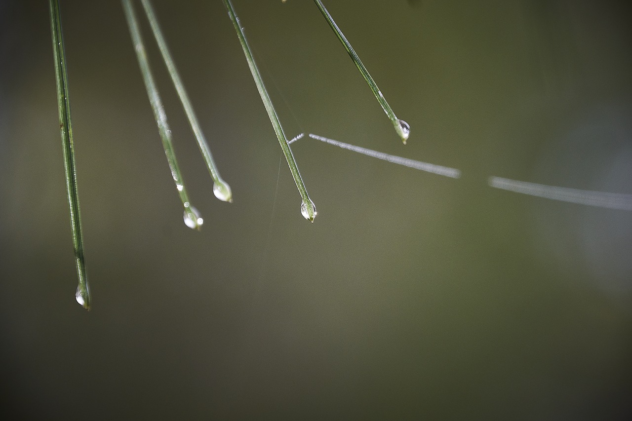 drops of water  moisture  leaves free photo