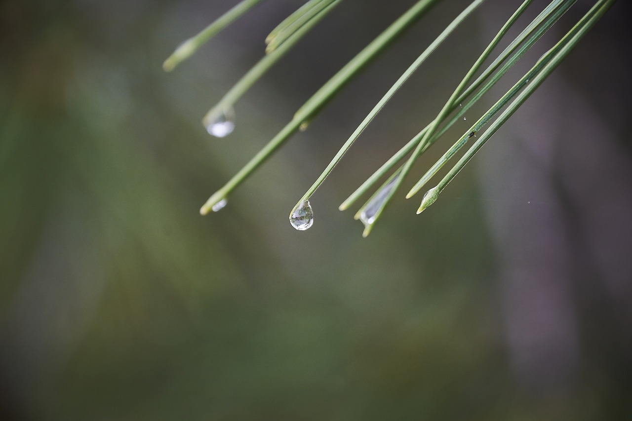 drops of water  moisture  leaves free photo