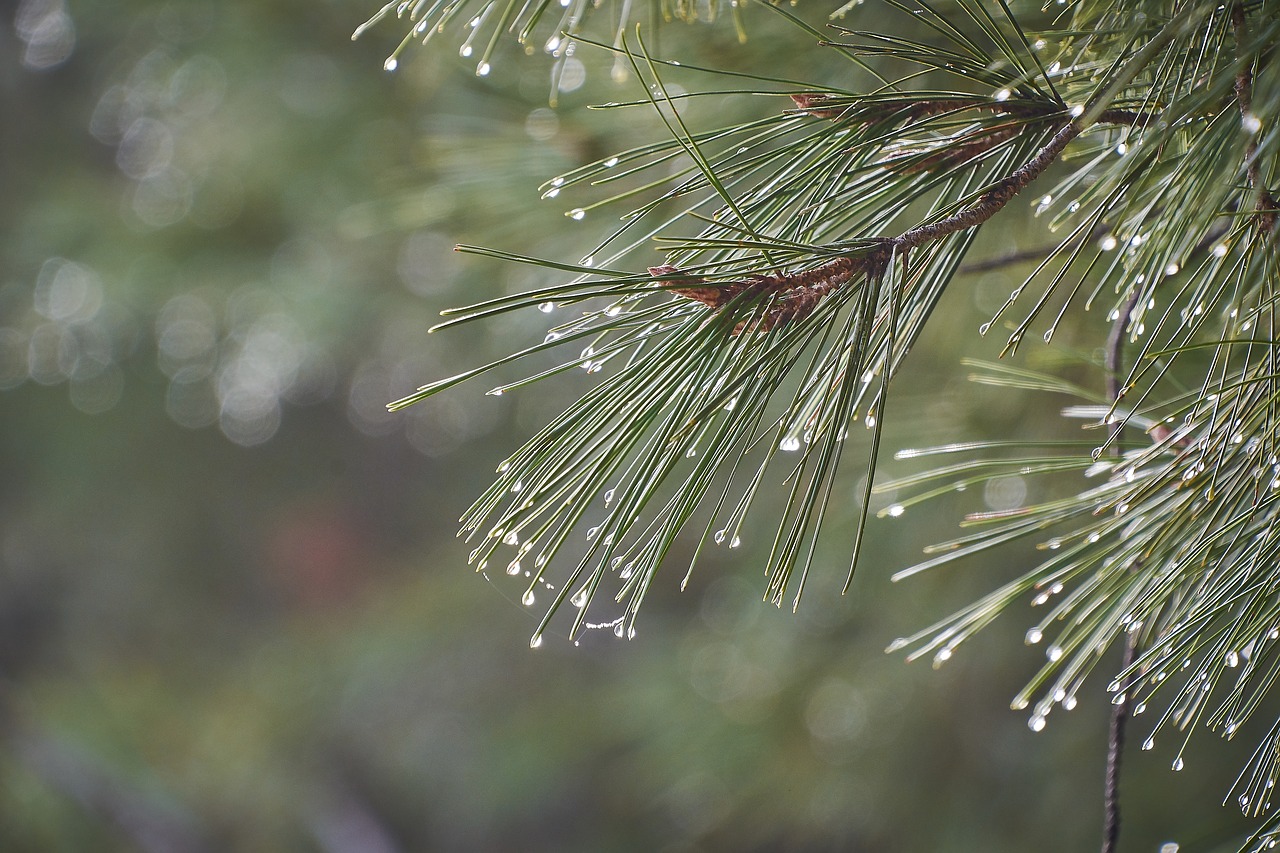 drops of water  moisture  leaves free photo