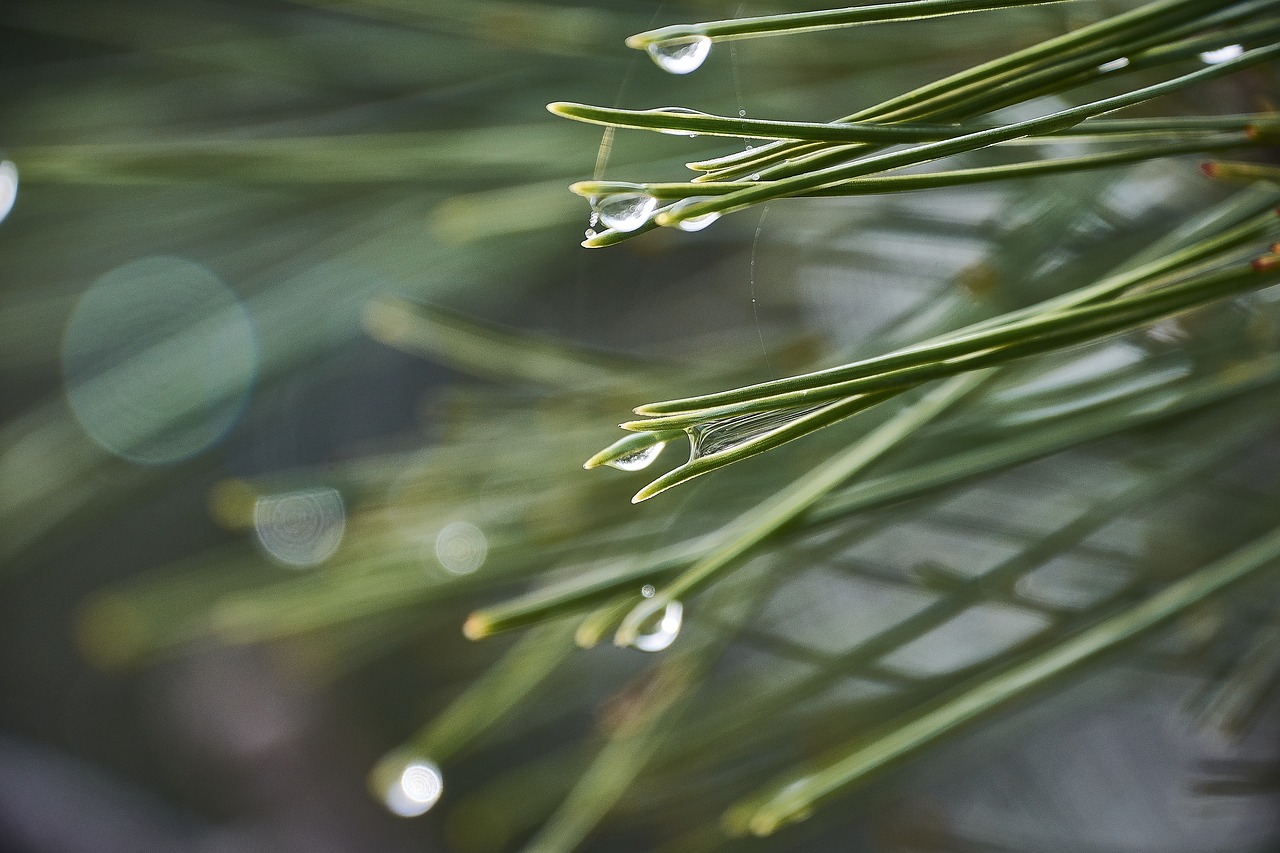 drops of water  moisture  leaves free photo