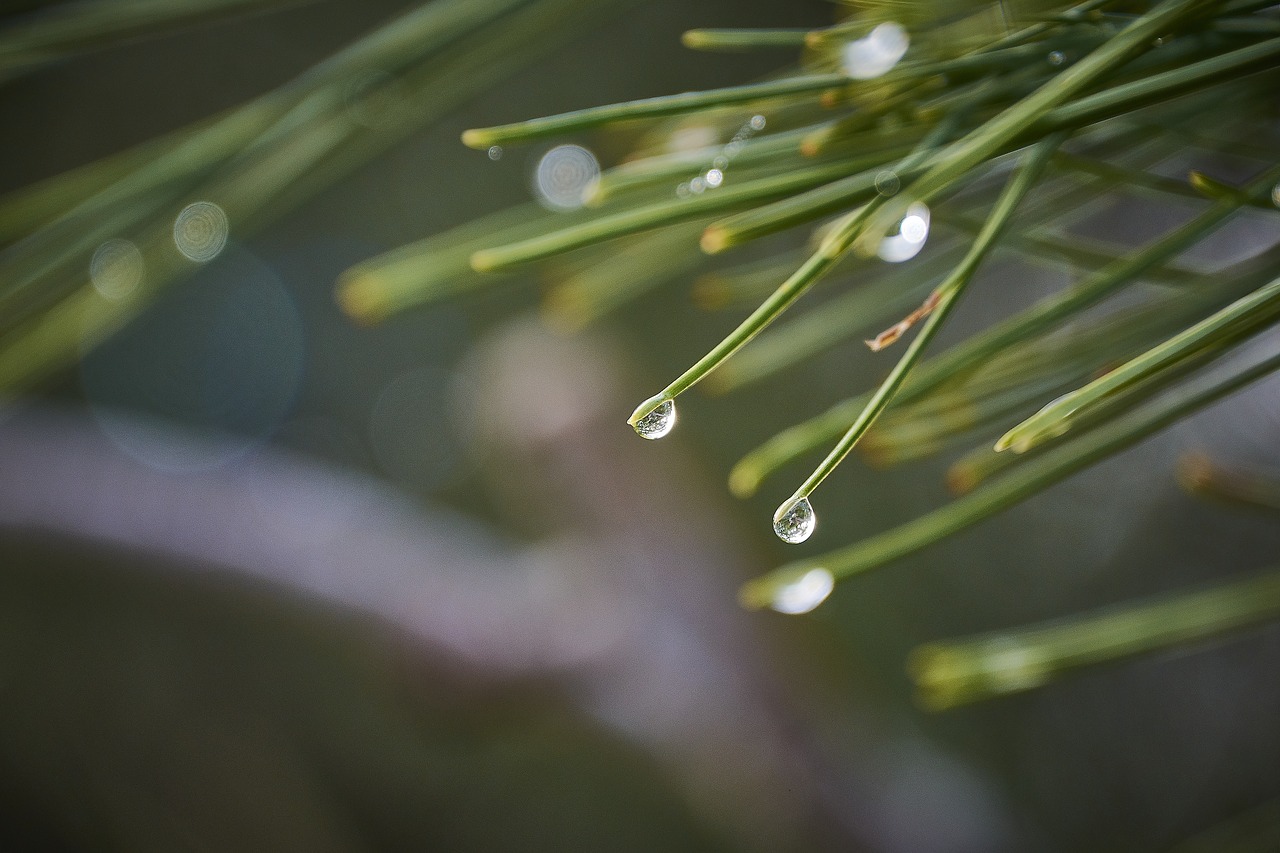 drops of water  moisture  leaves free photo