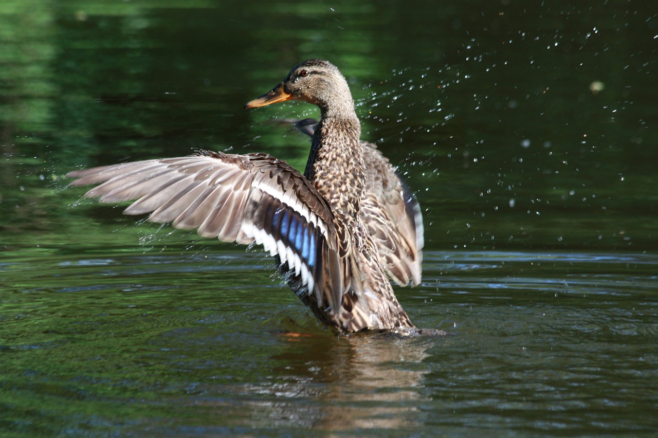 drops of water landing duck free photo