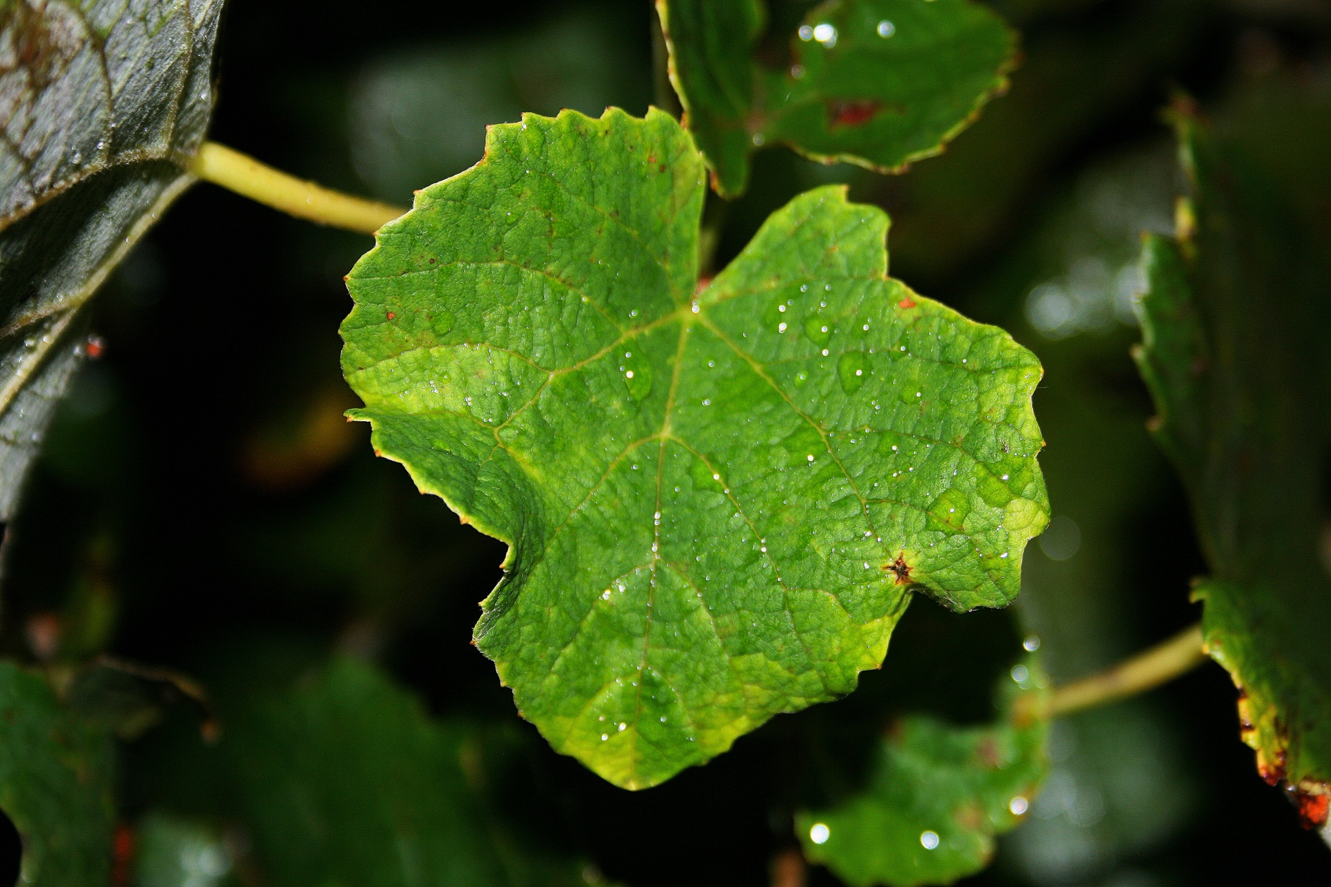 leaf green grapa free photo
