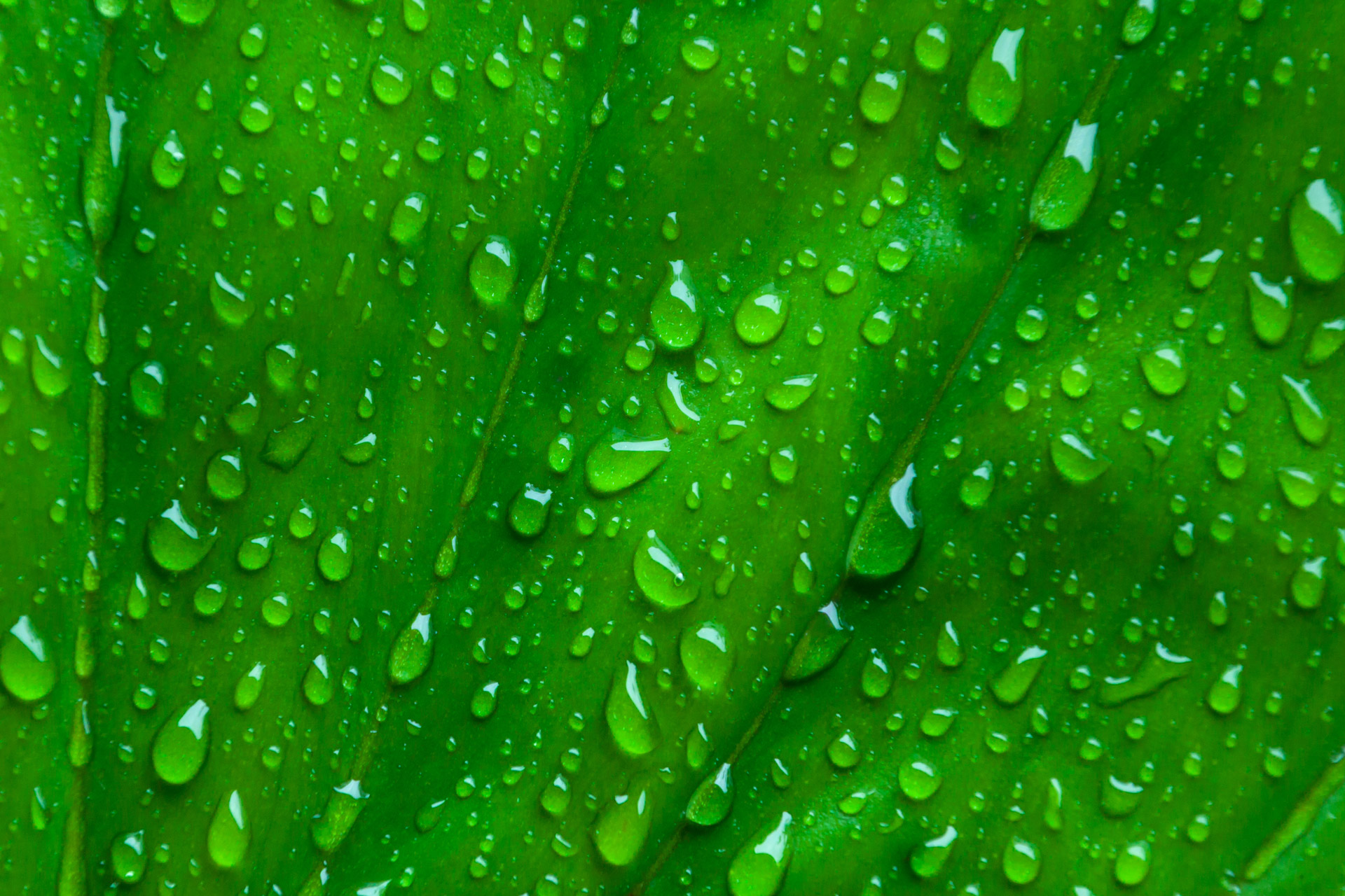 macro leaf green free photo