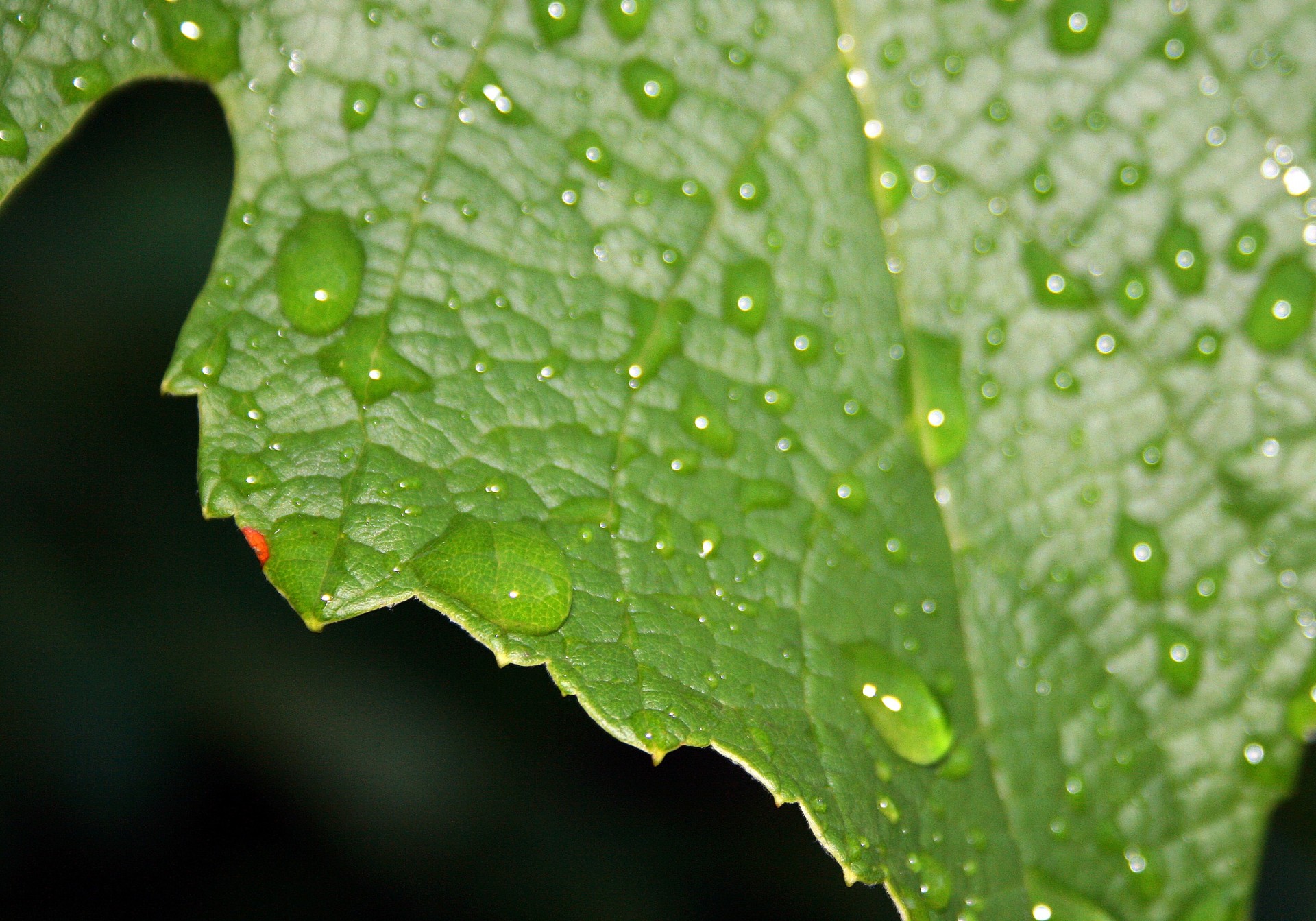 drops water leaf free photo