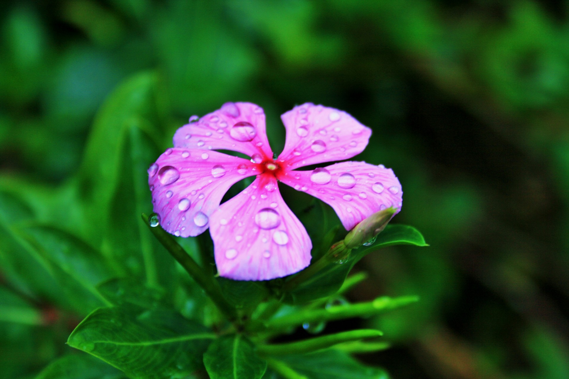 flower periwinkle pink free photo