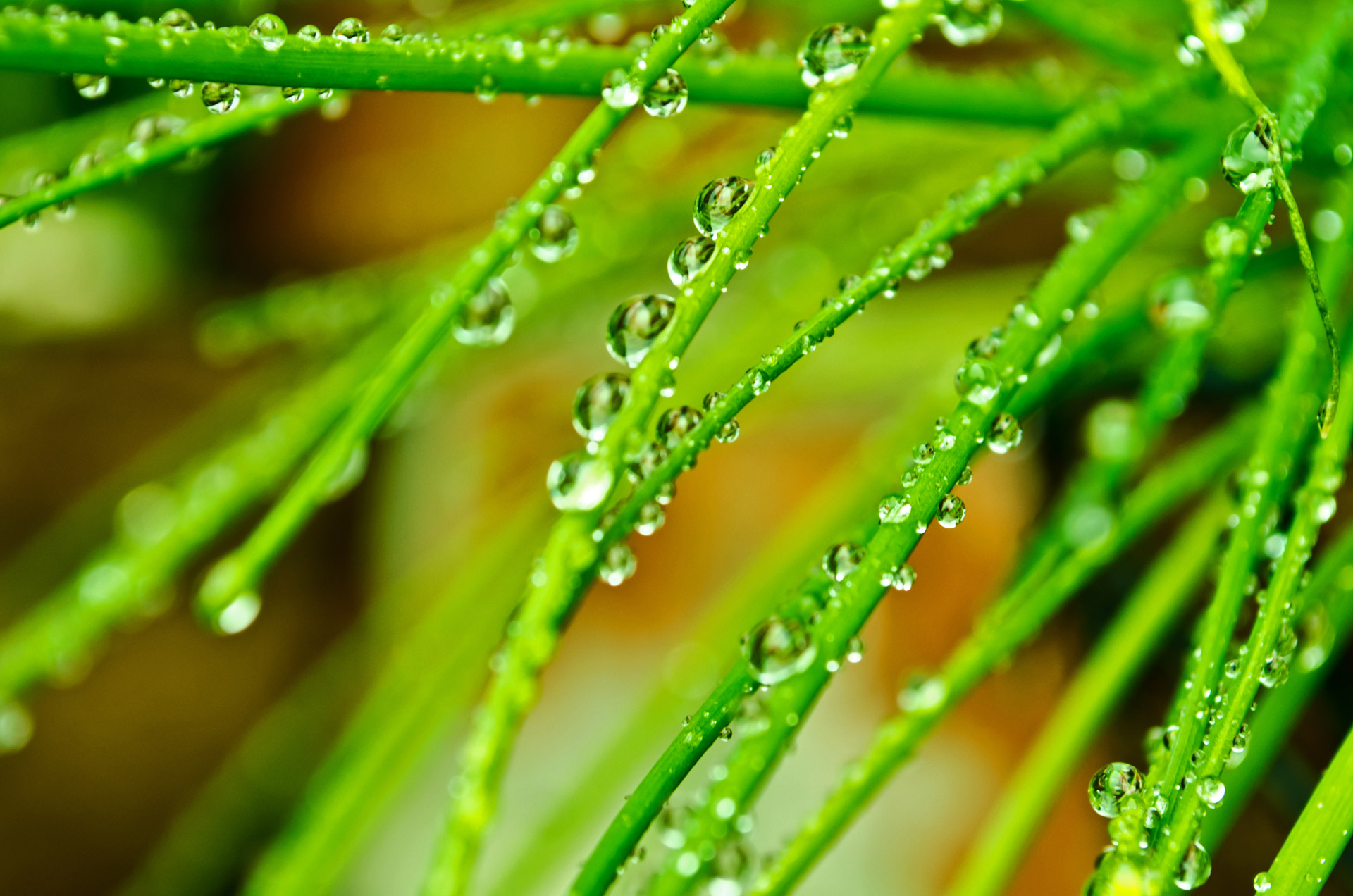 drops water macro free photo