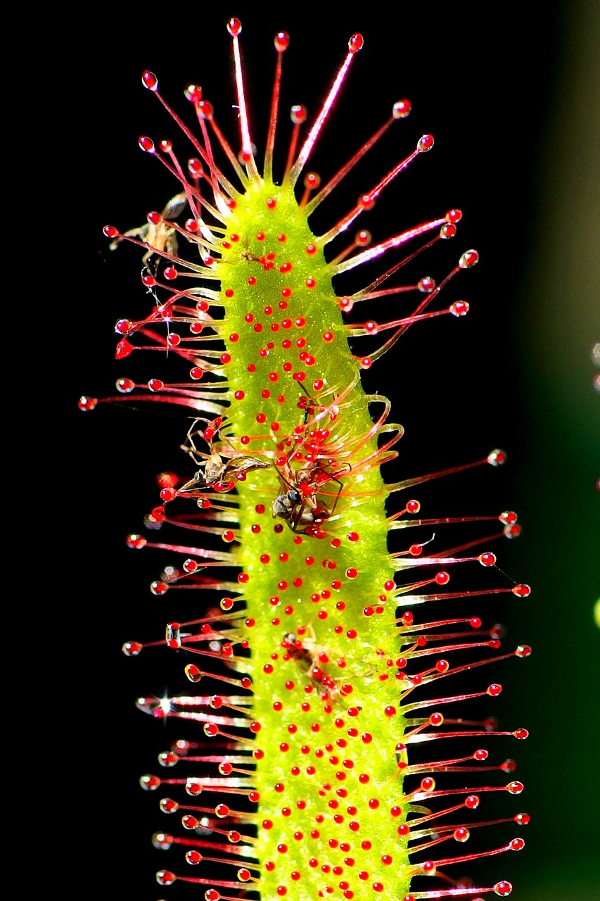drosera  insect  leaf free photo