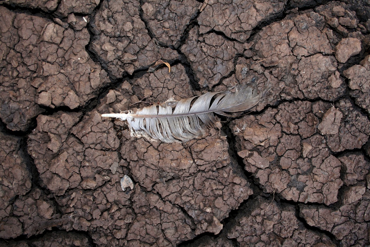 drought mud feather free photo