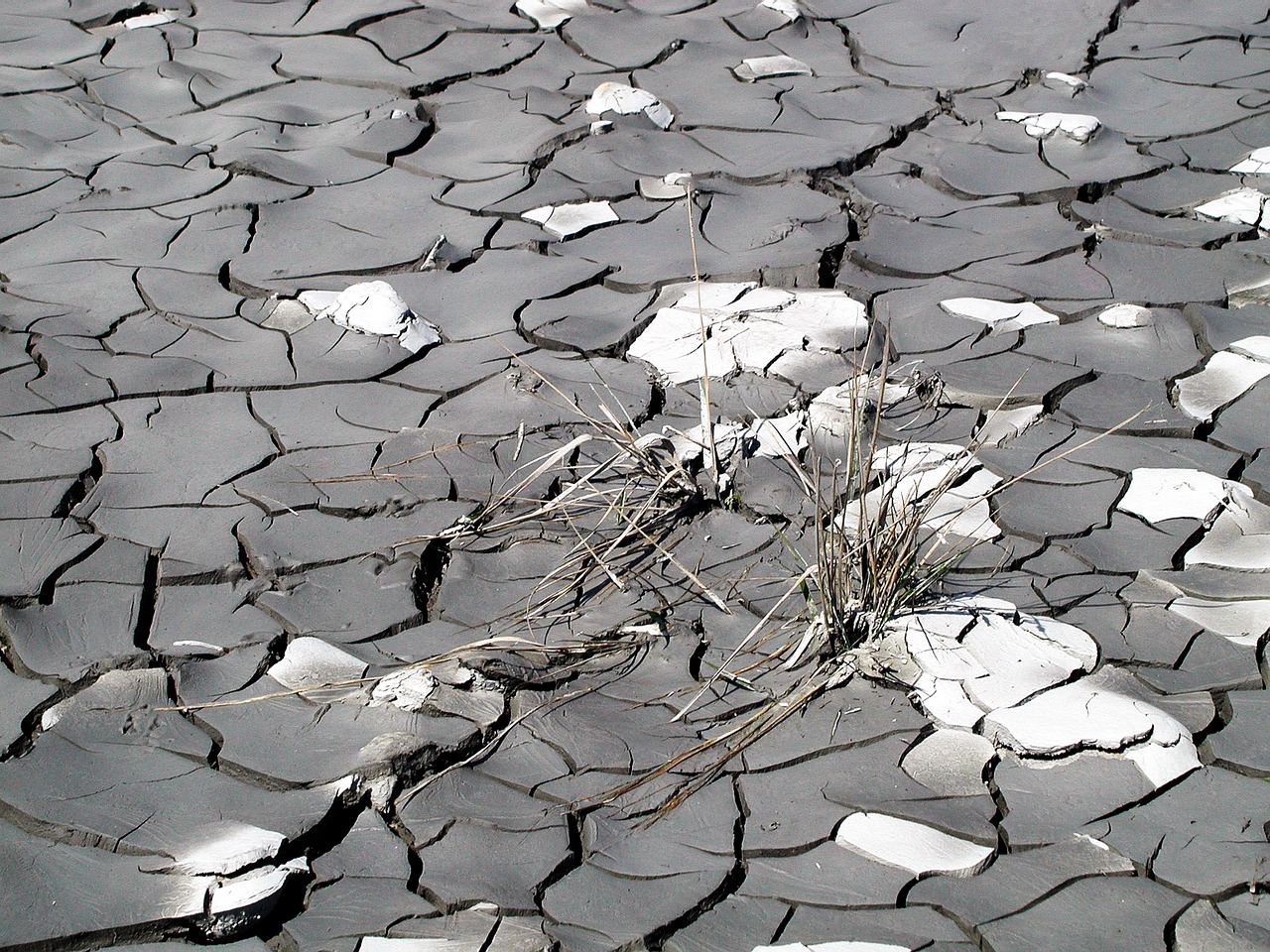 drought dry grass mud free photo