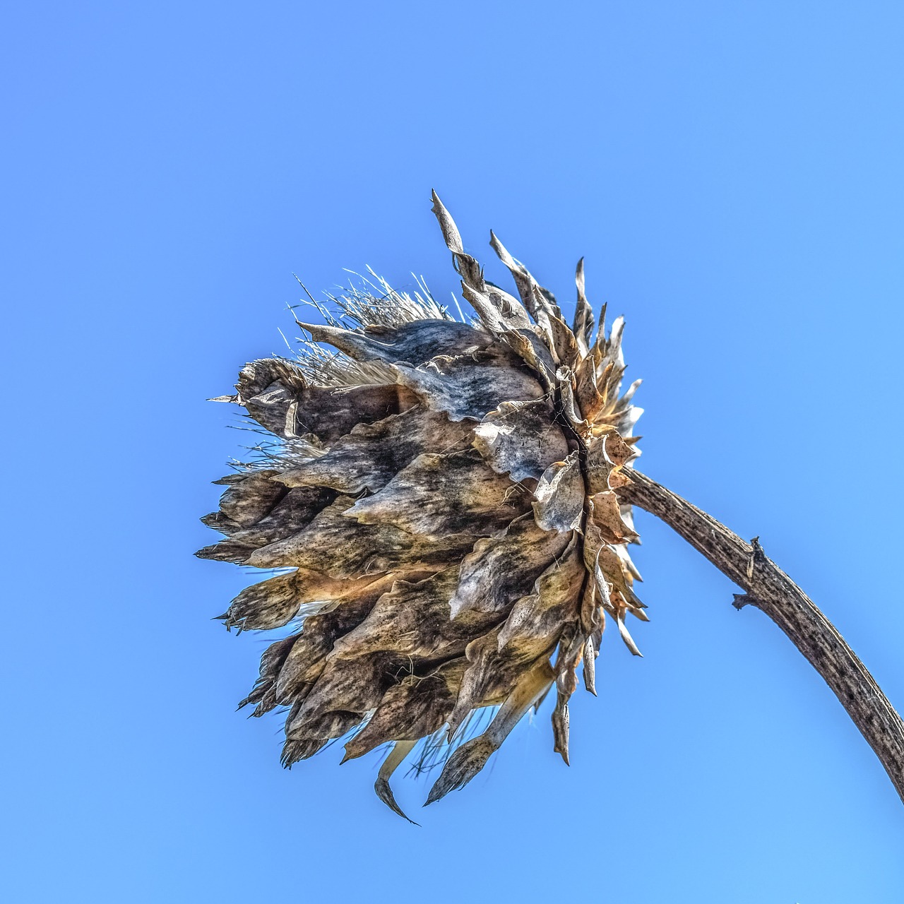 drought thistle plant free photo