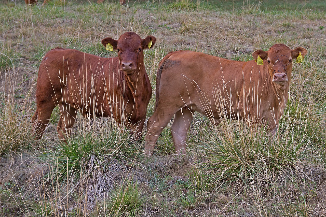 drought  calf  pasture free photo