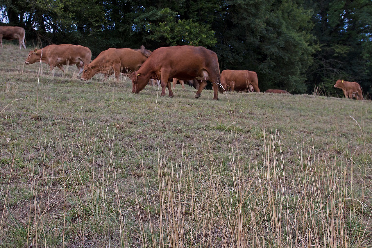 drought  cow  cow herd free photo