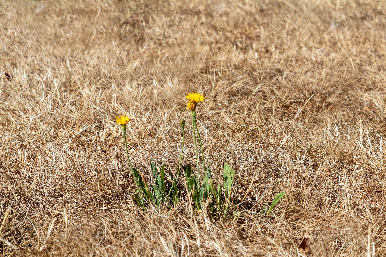 drought  dry grass  heat wave free photo