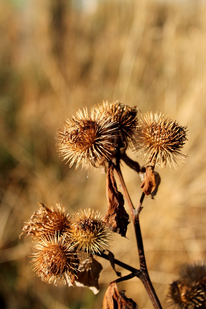 drought  thistle  dry free photo