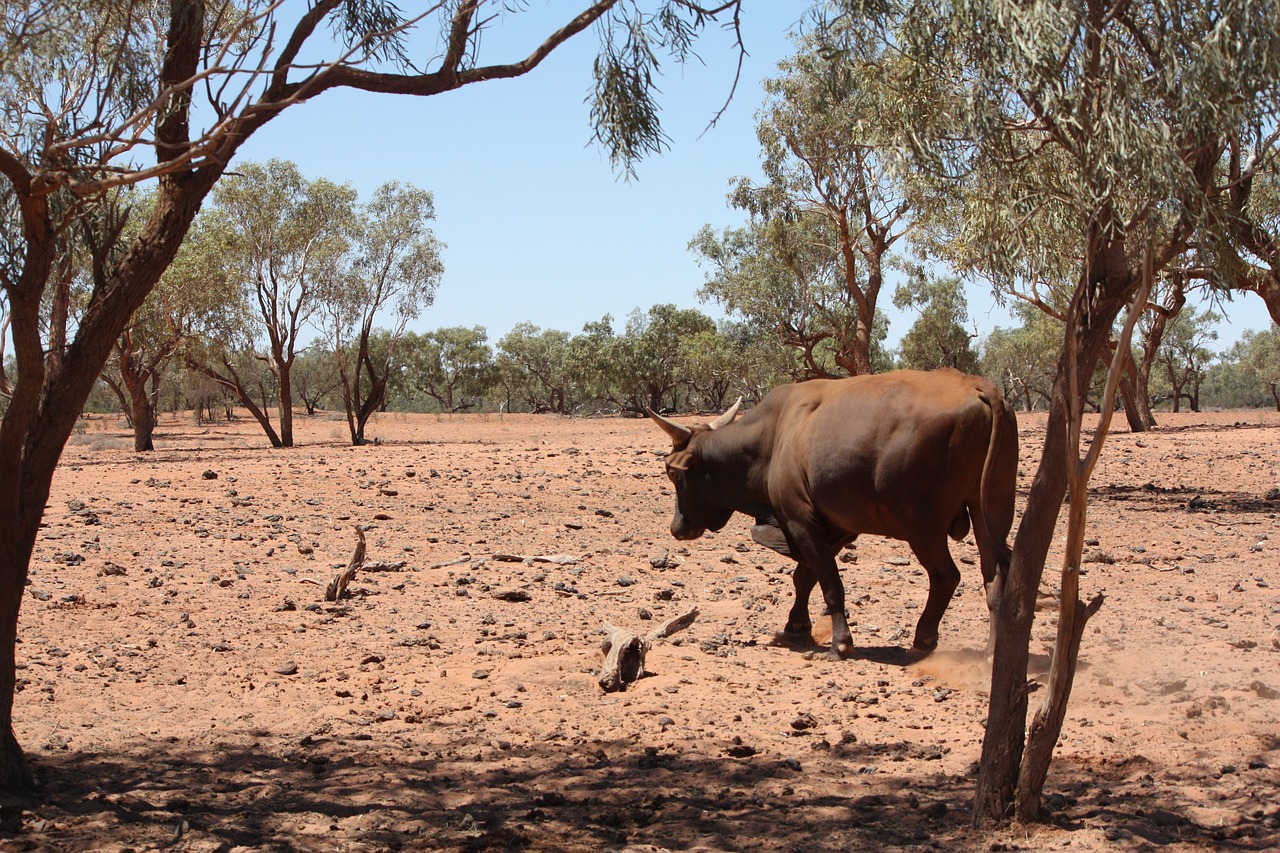 drought cattle outback free photo
