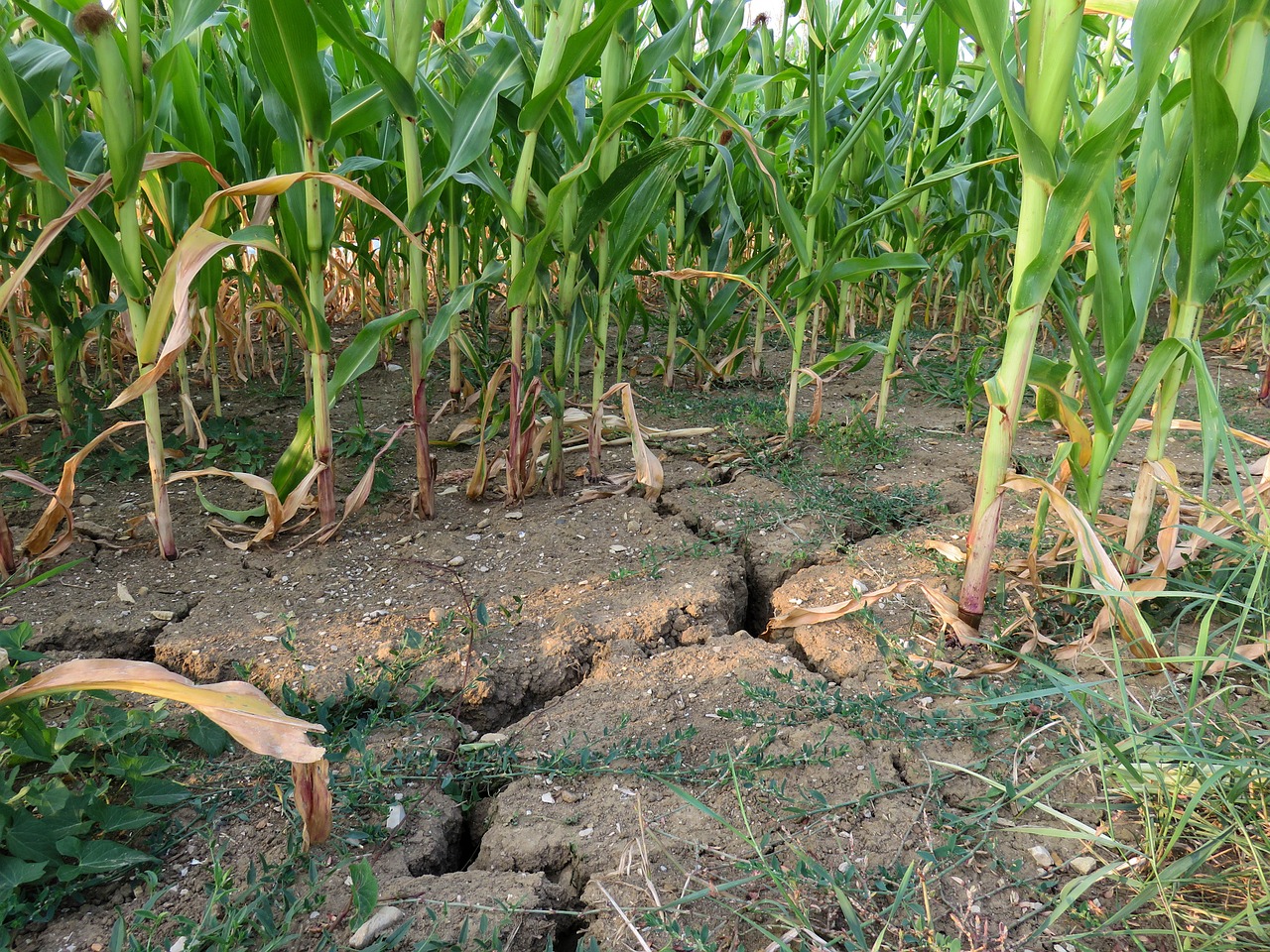 drought corn field free photo