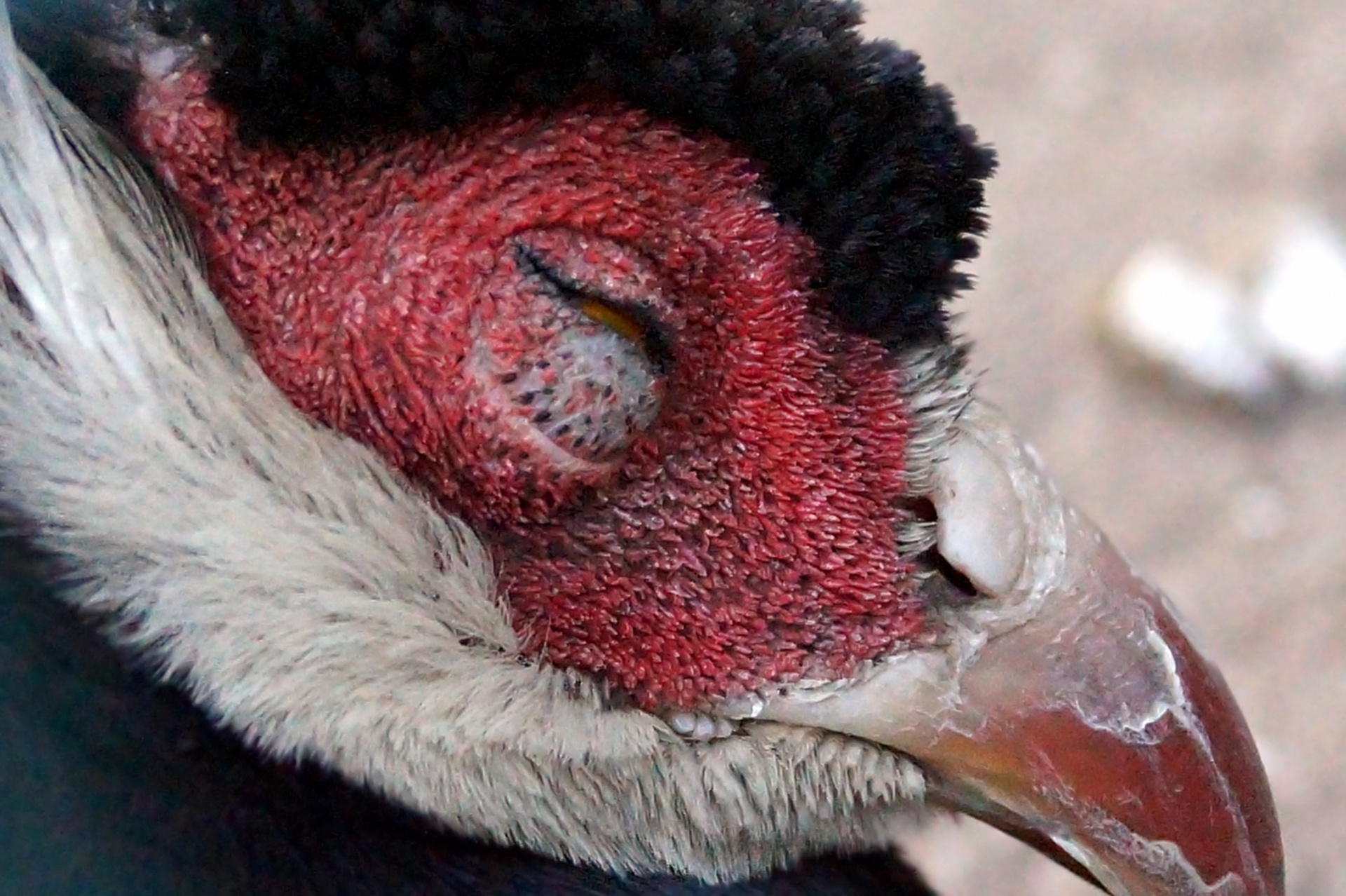 drowsing pheasant bird free photo