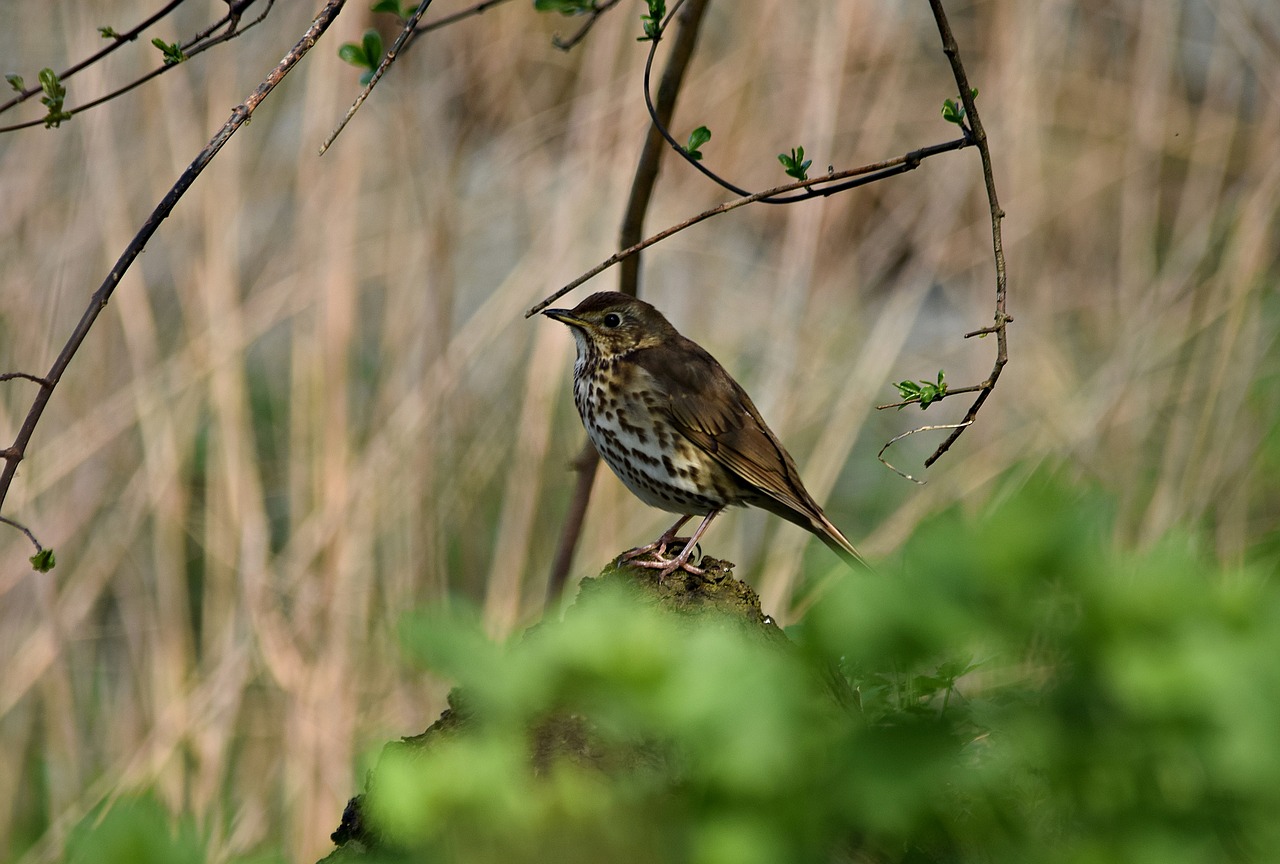 drozd blackbird singing bird free photo