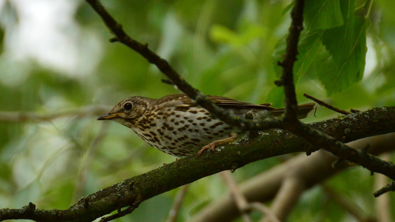 drozd bird branches free photo