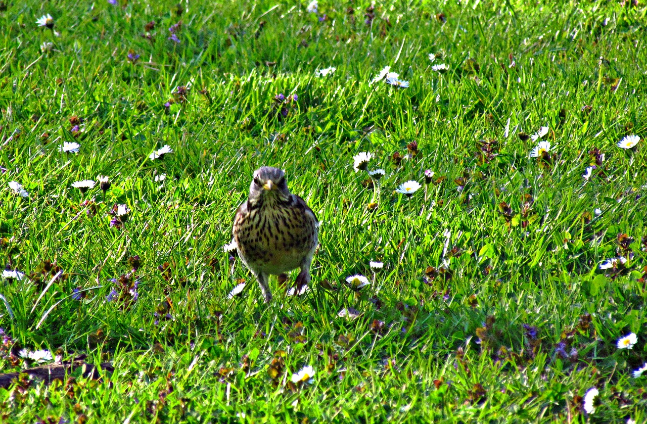 drozd bird meadow free photo