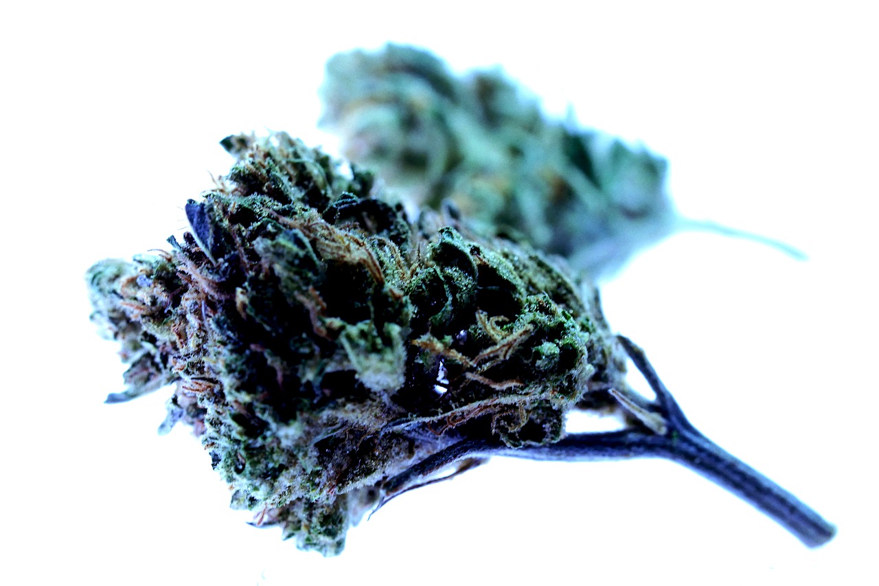 drug  marijuana  cannabis free photo