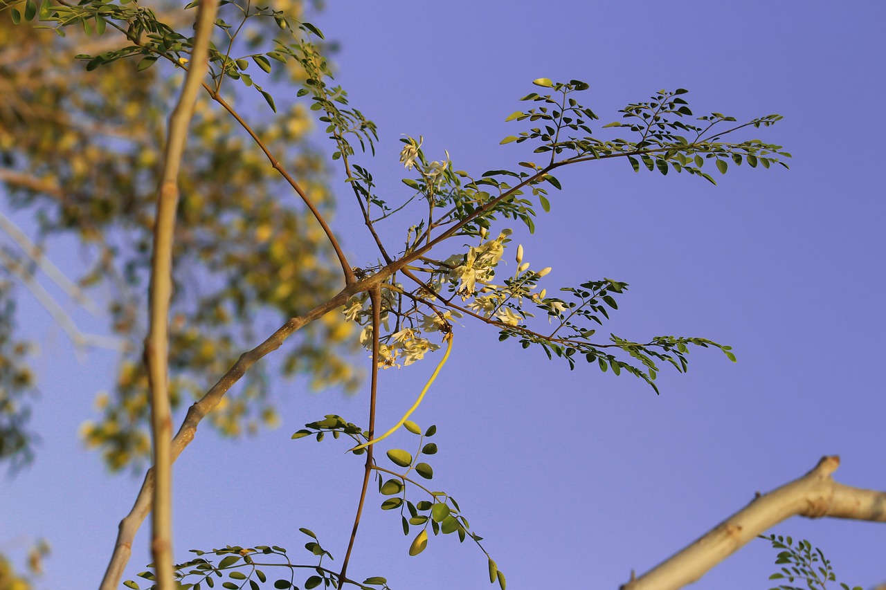 drum stick  drumstick tree  drumstick flower free photo