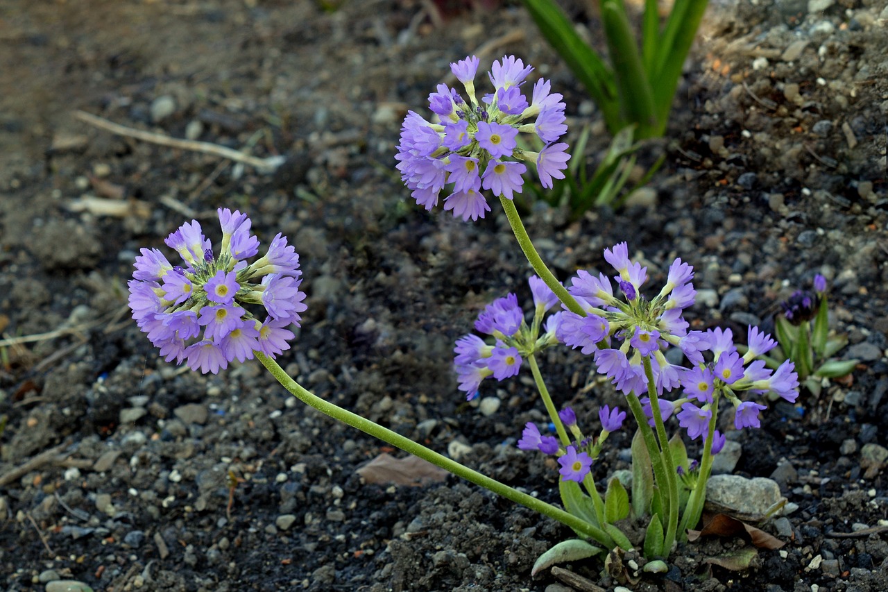 drumstick flower garden free photo