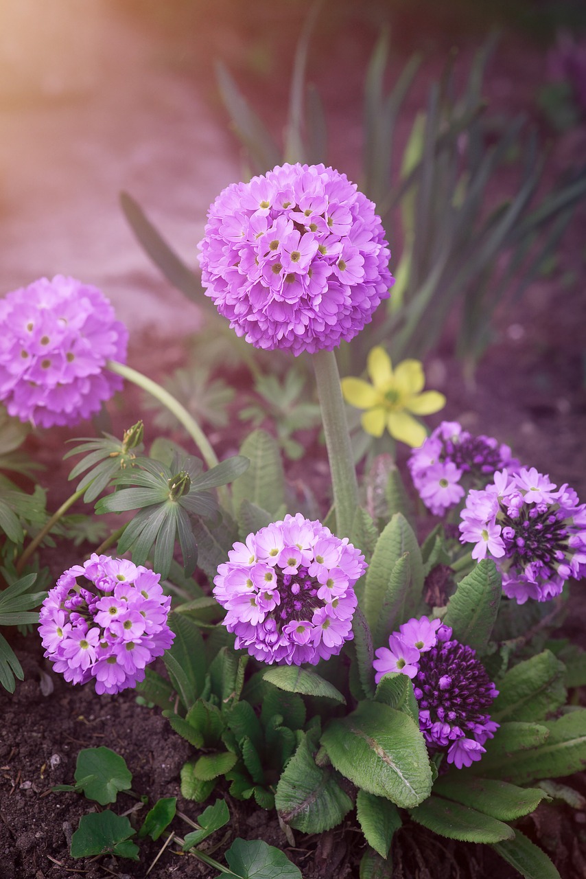 drumstick ball-primrose primrose free photo