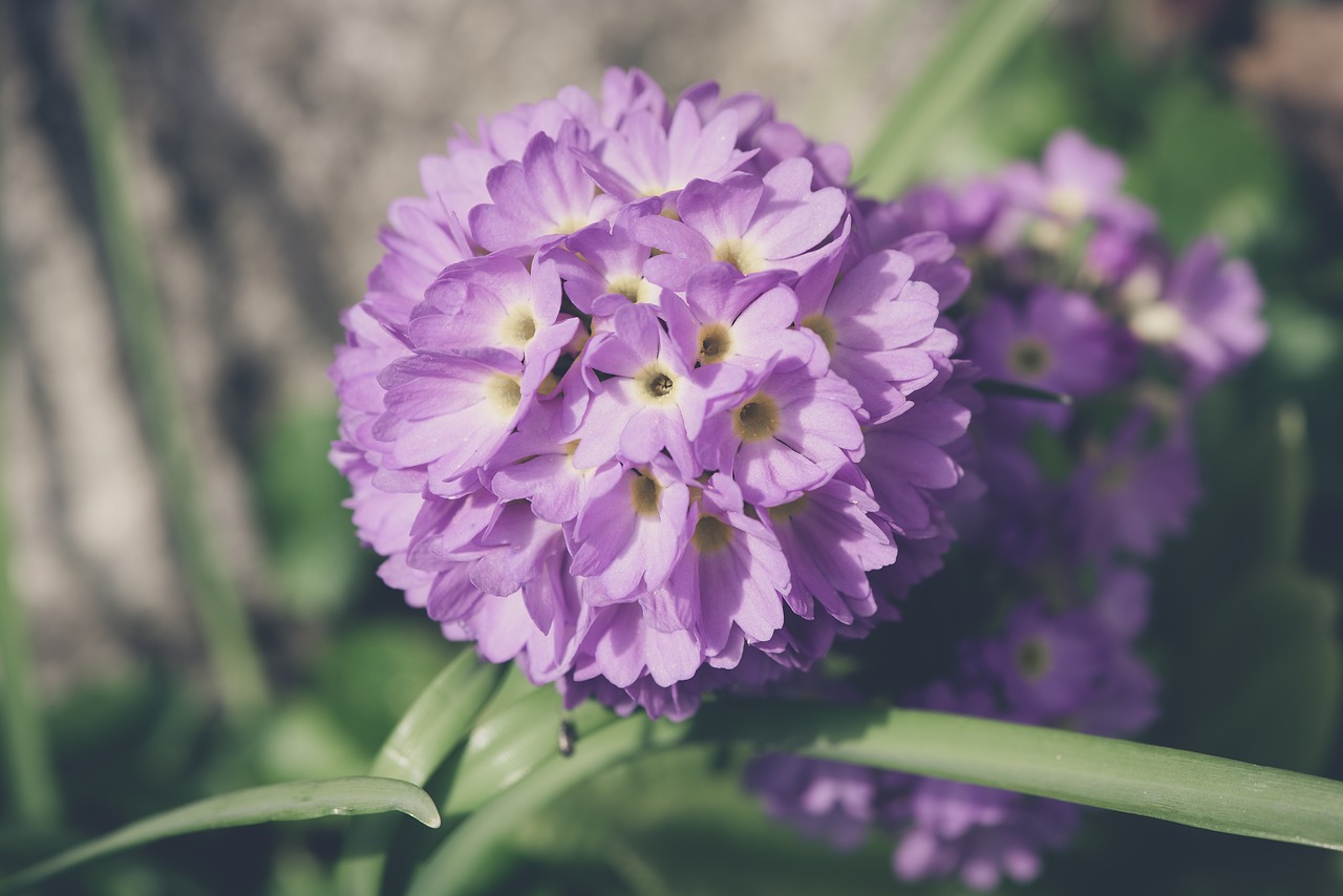 drumstick  flower  blossom free photo