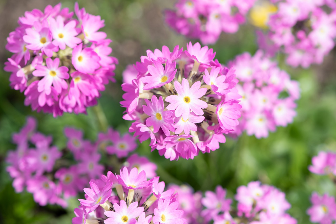 drumstick  pink  primrose free photo