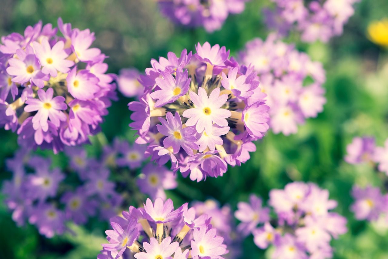 drumstick  primrose  flowers free photo