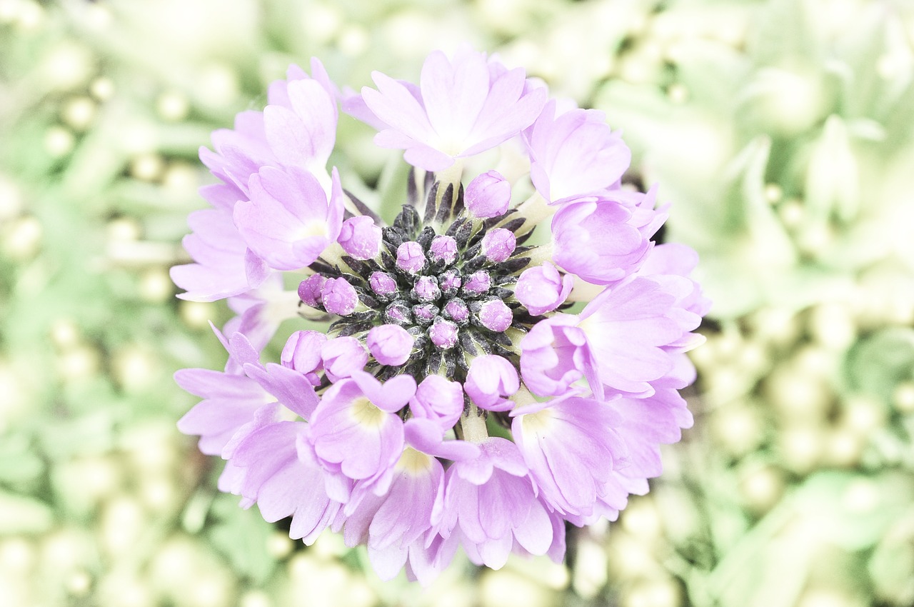 drumstick flower plant free photo