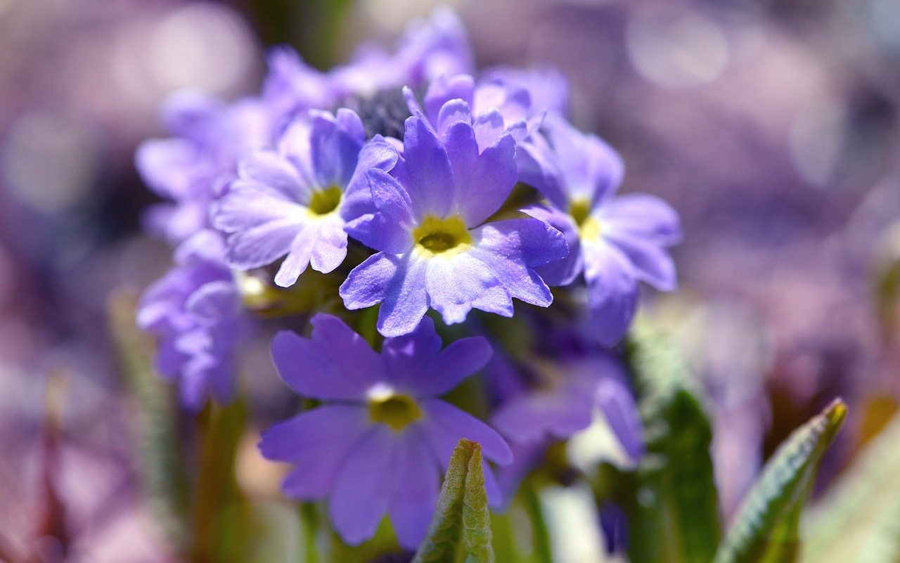 drumstick blue primrose free photo