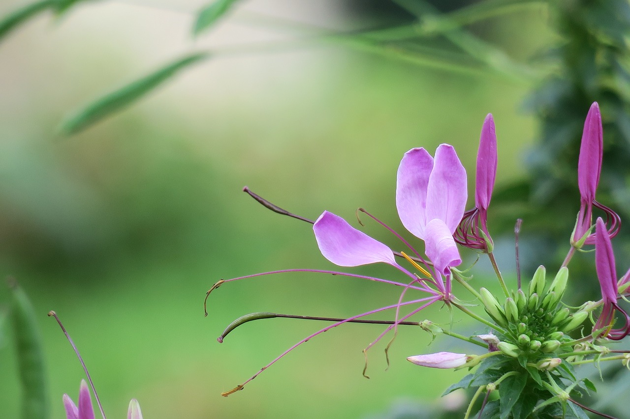 drunk butterfly  nature  purple free photo