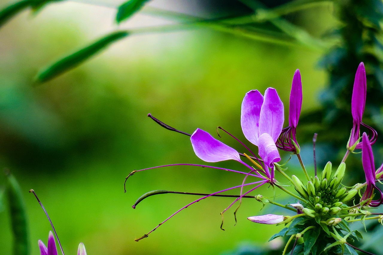 drunk butterfly  nature  purple free photo