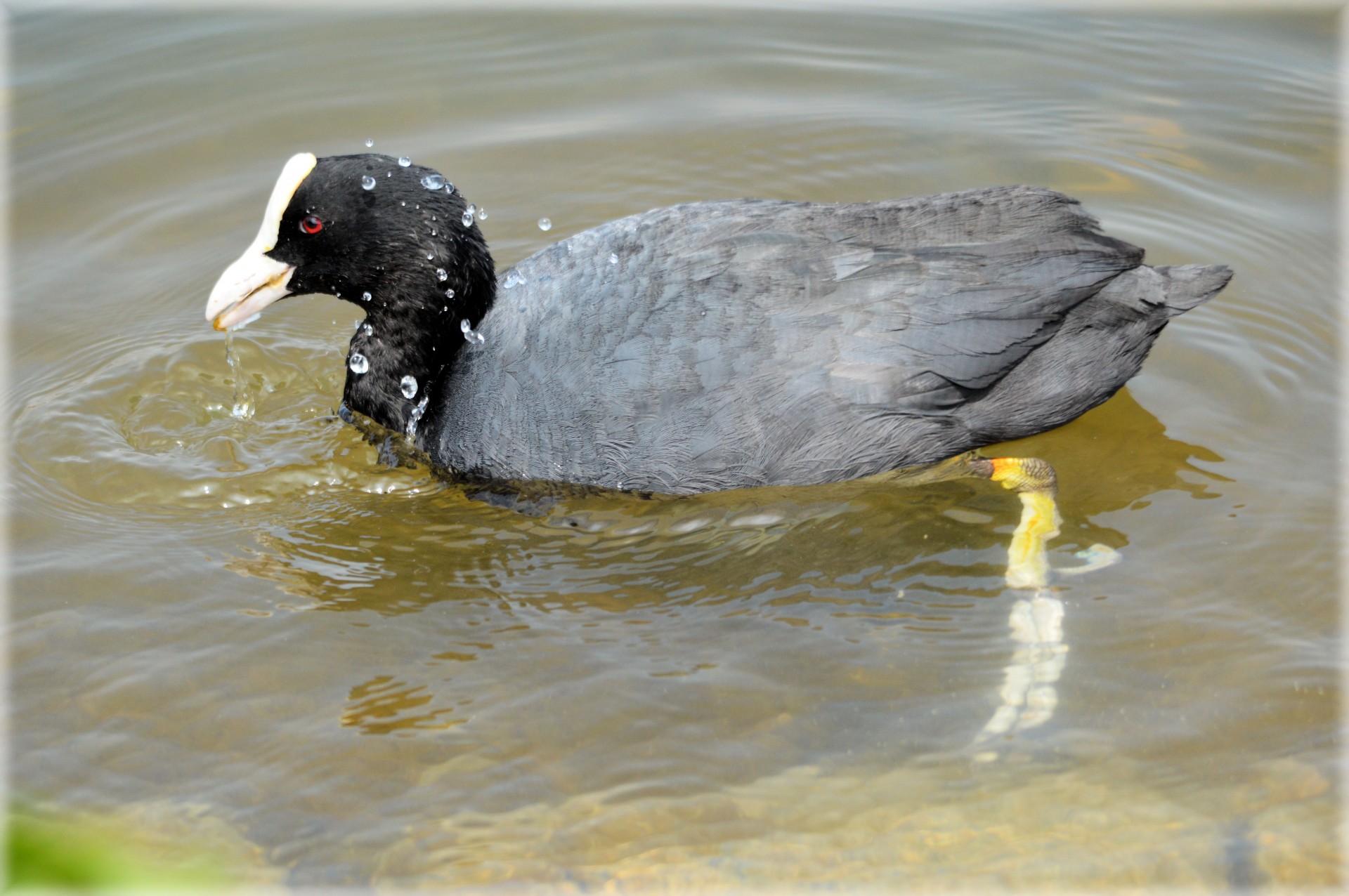 coot bird water bird free photo