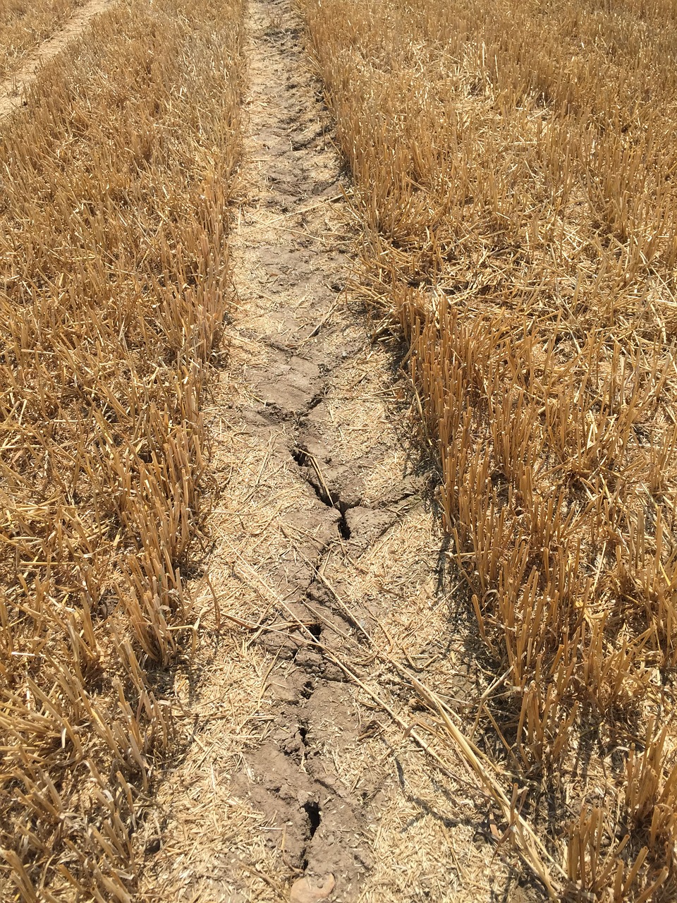 dry drought field free photo