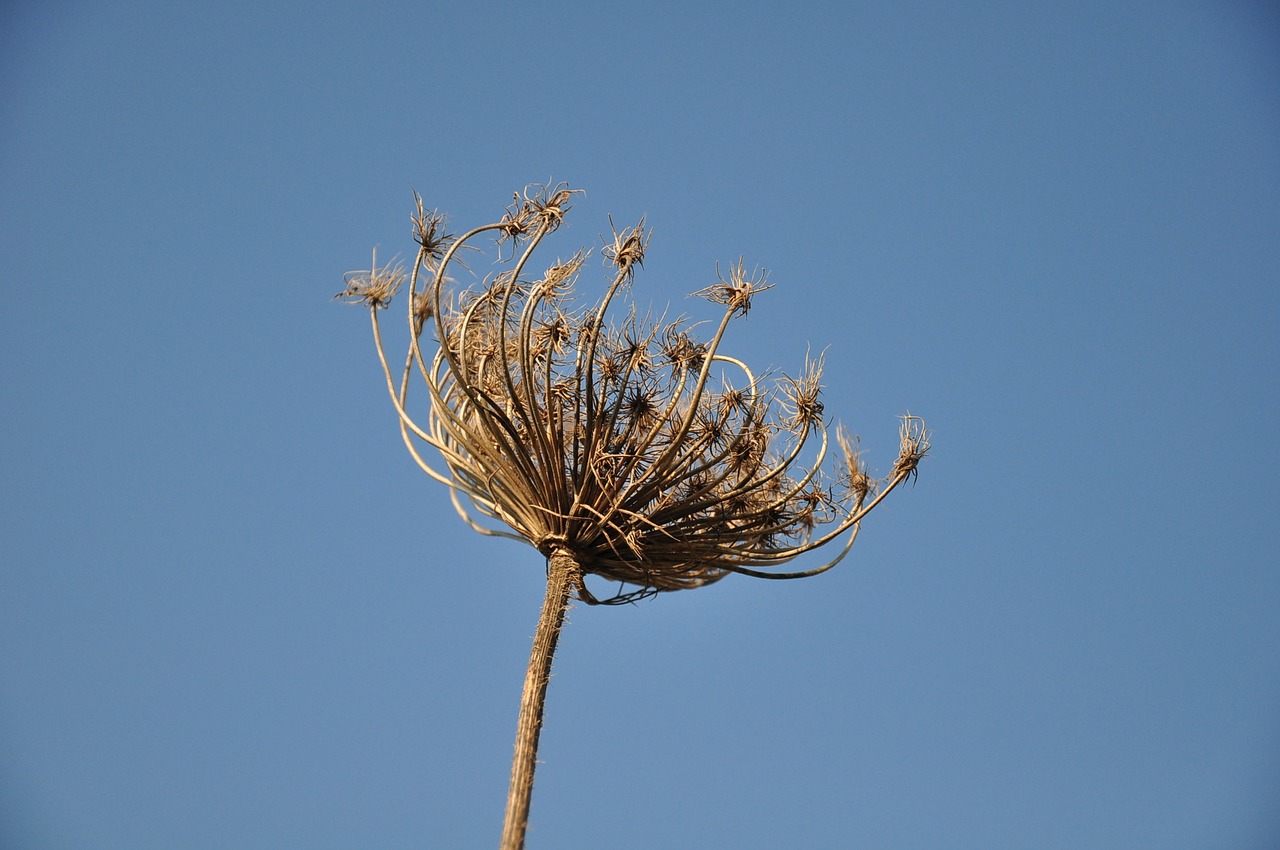 dry flower plant free photo