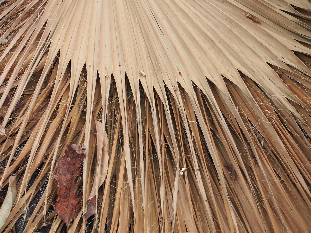 dry leaf dried free photo